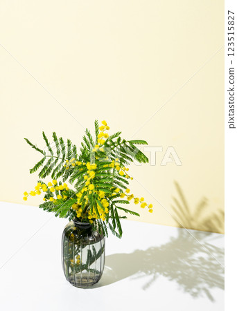 Bouquet of mimosa or acacia in a vase on a yellow and white background with sunlight. Bouquet of mimosa or acacia in a vase on a yellow and white background with sunlight. 123515827
