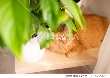a red cat lying on a wooden table next to a green potted indoor plant 123515886