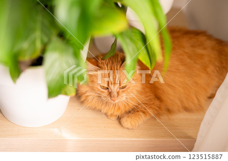 a red cat lying on a wooden table next to a green potted indoor plant 123515887