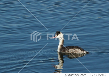 Crested Grebe (sideways) Crested Grebe (sideways) 123515962