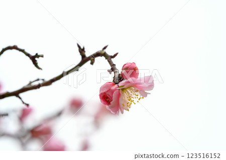 神戶市東灘區公園拍攝的粉紅梅花 123516152