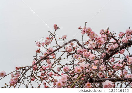 神戶市東灘區公園拍攝的粉紅梅花 123516153
