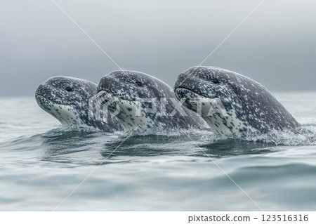 Group of whales swimming in calm ocean waters 123516316