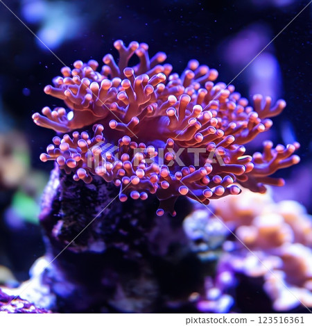 Colorful coral in a vibrant habitat 123516361