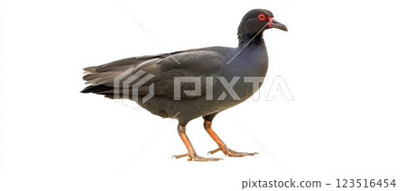 Unique bird with striking red eyes standing still 123516454