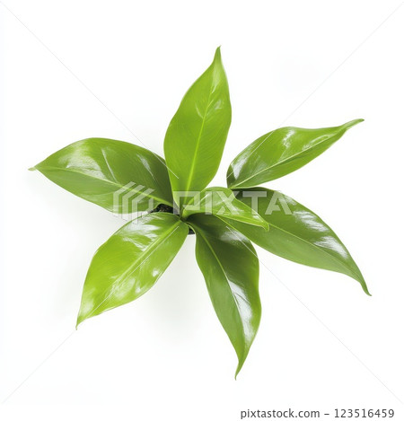 Glossy green plant on white background 123516459
