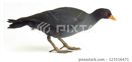Bird with distinct features on white background 123516471