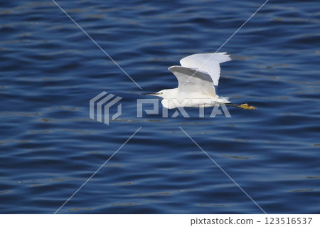 飛翔的小白鷺 飛翔的小白鷺 123516537
