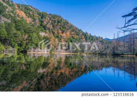 A scene of the yellow leaves of larch trees against a blue sky and the tranquil Myojin Pond 123516616