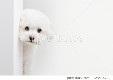 Bichon dog puppy peeking out, cute fluffy white animal, adorable pet with furry coat 123516729