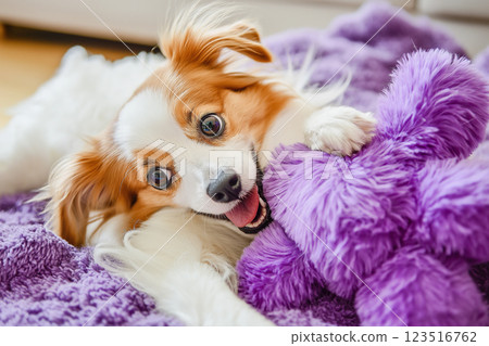 Playful Papillon dog with purple plush toy relaxing on a fluffy bed, cheerful and small companion Playful Papillon dog with purple plush toy relaxing on a fluffy bed, cheerful and small companion 123516762