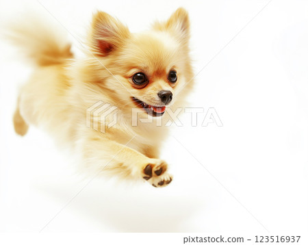 Pom puppy fluffy and cute, small happy dog as perfect pet; playful and adorable companion 123516937