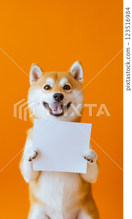 Shiba dog with smile holding blank paper on orange background, cute and happy pet portrait Shiba dog with smile holding blank paper on orange background, cute and happy pet portrait 123516984
