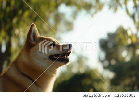 Shiba dog enjoying outdoor portrait with nature and sunlight, showcasing canine and pet fur smile. 123516992