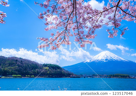 [Cherry Blossoms and Mt. Fuji] Mt. Fuji seen from the north shore of Lake Kawaguchi with cherry blossoms in full bloom [Yamanashi Prefecture] 123517046