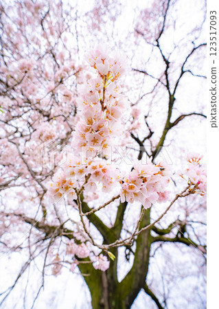 [Single Cherry Tree] Edohikanzakura at Wanizuka [Yamanashi Prefecture] 123517093