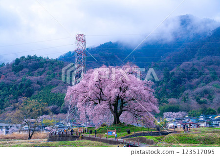 [單株櫻花] 酪梨市的江戶神櫻 [山梨縣] 123517095