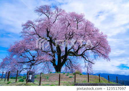 [Single Cherry Tree] Edohikanzakura at Wanizuka [Yamanashi Prefecture] 123517097