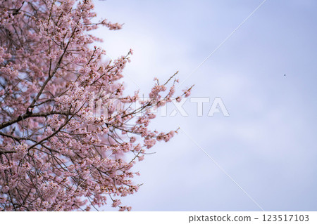 [單株櫻花] 酪梨市的江戶神櫻 [山梨縣] 123517103