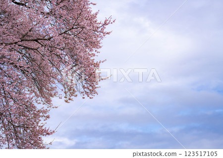 [單株櫻花] 酪梨市的江戶神櫻 [山梨縣] 123517105