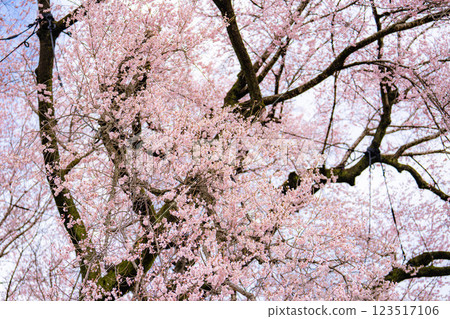 [單株櫻花] 酪梨市的江戶神櫻 [山梨縣] 123517106