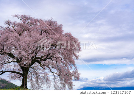 [單株櫻花] 酪梨市的江戶神櫻 [山梨縣] 123517107