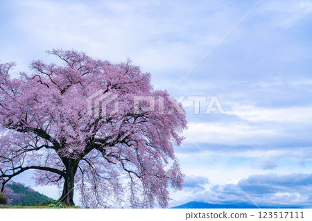 [單株櫻花] 酪梨市的江戶神櫻 [山梨縣] 123517111