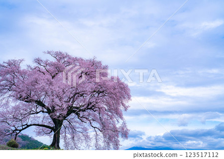 [Single Cherry Tree] Edohikanzakura at Wanizuka [Yamanashi Prefecture] 123517112