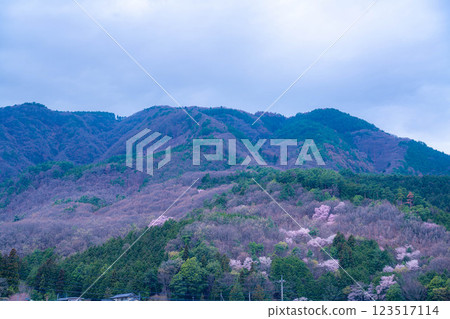 [Single Cherry Tree] Edohikanzakura at Wanizuka [Yamanashi Prefecture] 123517114
