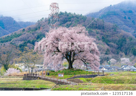 [Single Cherry Tree] Edohikanzakura at Wanizuka [Yamanashi Prefecture] 123517116