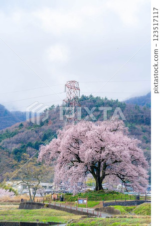 [單株櫻花] 酪梨市的江戶神櫻 [山梨縣] 123517117