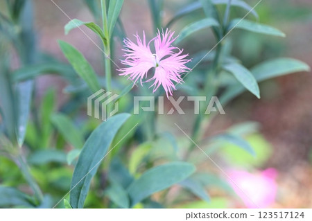 可愛的河原出子花，秋天香草 123517124