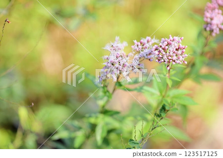 Refreshing Autumn Seven Herbs: Fujibakama Flowers 123517125