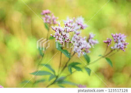 Refreshing Autumn Seven Herbs: Fujibakama Flowers Refreshing Autumn Seven Herbs: Fujibakama Flowers 123517126