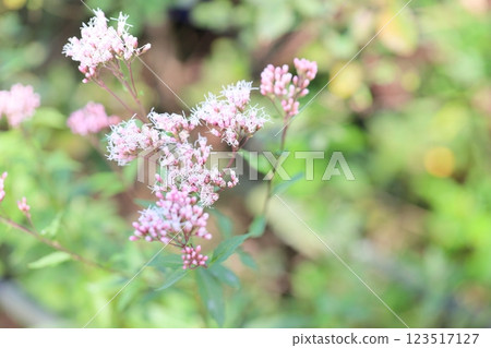 Refreshing Autumn Seven Herbs: Fujibakama Flowers Refreshing Autumn Seven Herbs: Fujibakama Flowers 123517127