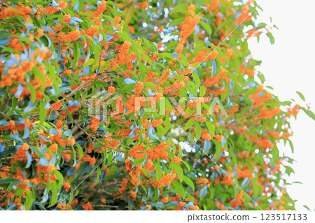 清爽的秋花,桂花 清爽的秋花,桂花 123517133
