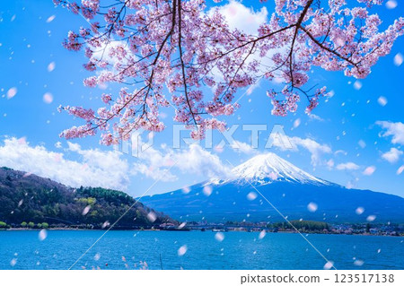 [櫻花暴雪素材] 從盛開的櫻花樹下的河口湖北岸觀賞富士山和櫻花暴雪 [山梨縣] 123517138