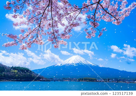 [Cherry Blossom Snowstorm Material] Mt. Fuji and cherry blossom snowstorm seen from the north shore of Lake Kawaguchi with cherry blossoms in full bloom [Yamanashi Prefecture] 123517139