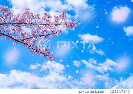 [櫻花暴雪素材] 從盛開的櫻花樹下的河口湖北岸觀賞富士山和櫻花暴雪 [山梨縣] 123517143