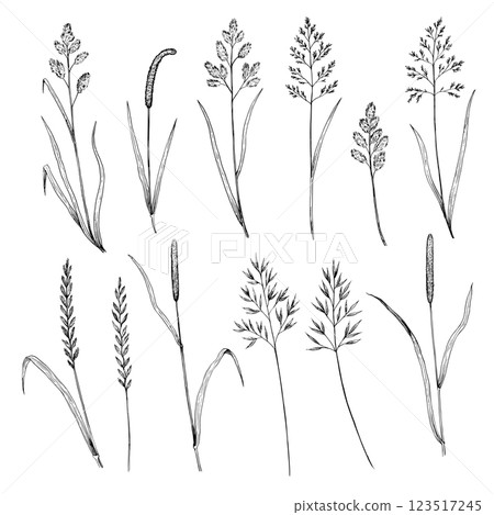 Set of meadow grass. Ink drawing of wild cereals. Vector illustration. Set of meadow grass. Ink drawing of wild cereals. Vector illustration. 123517245