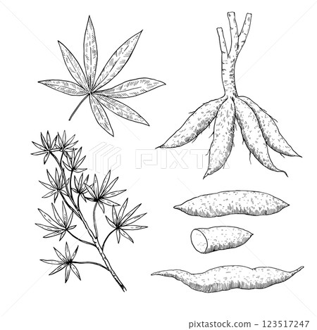 Manioc set drawing. Manihot esculenta plant and leaf and cassava root. Vector black and white ink illustration. Manioc set drawing. Manihot esculenta plant and leaf and cassava root. Vector black and white ink illustration. 123517247