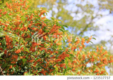 清爽的秋花，桂花 123517737