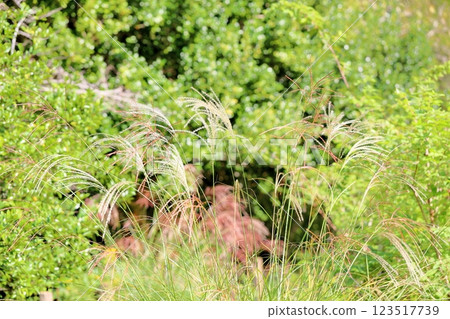 Seven Autumn Herbs: Japanese Pampas Grass Seven Autumn Herbs: Japanese Pampas Grass 123517739