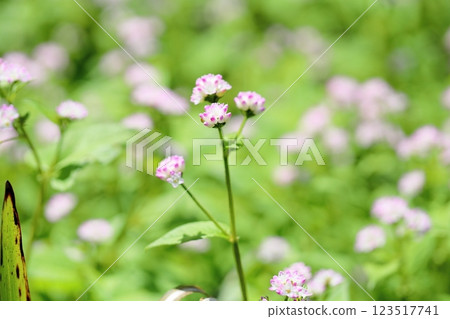 可愛的溝蕎麥花 123517741
