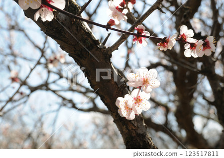 沐浴著春日陽光，梅花盛開。 123517811
