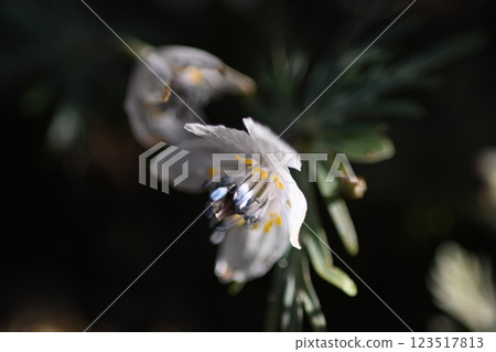 初春盛開的白金草花 123517813