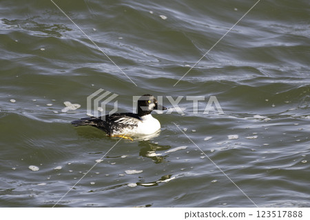 Swimming Goldeneyes 123517888