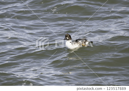 Swimming Goldeneyes 123517889