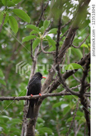 Black-eared bulbul at the west gate Black-eared bulbul at the west gate 123518048