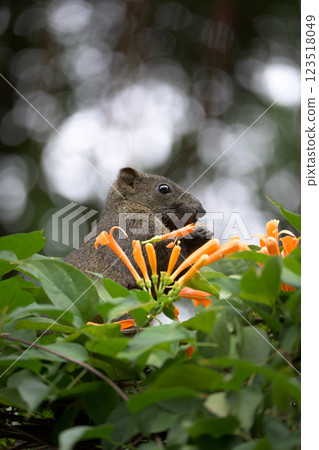 西門的台灣松鼠 123518049